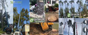 Savannah Georgia Tree Services